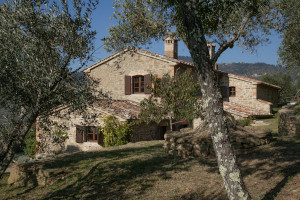 Stone walls and the original olive grove: all pieces of the same magics