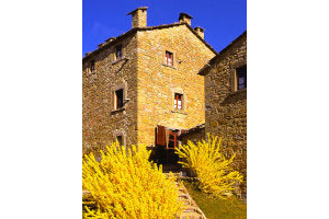 In March the stone walls seem to tune on the forsythia shocking yellow…