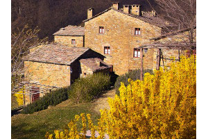 In March the stone walls seem to tune on the forsythia shocking yellow…