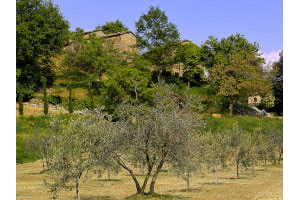 … From one of the hamlet olive grove; the houses sunk in the vegetation
